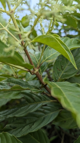 Wendlandia formosana, photograph 6