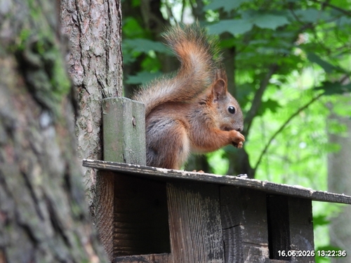 Eurasian Red Squirrel
