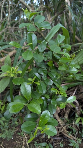 Ilex maximowicziana, photograph 5