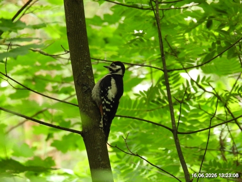 Great Spotted Woodpecker