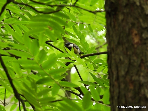Great Tit