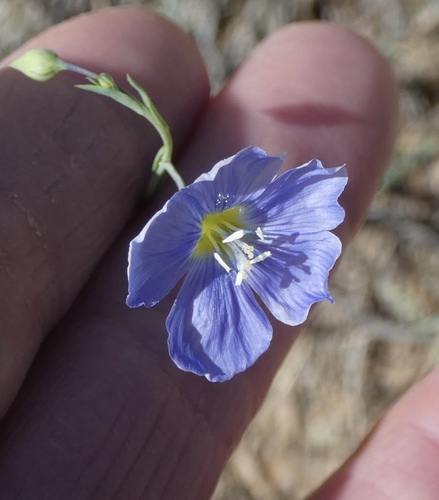 Lewis flax (Linum lewisii)