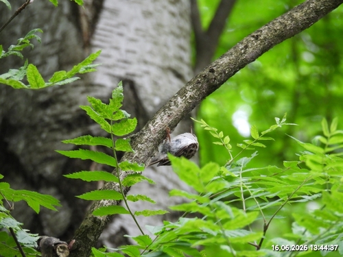 Eurasian Treecreeper