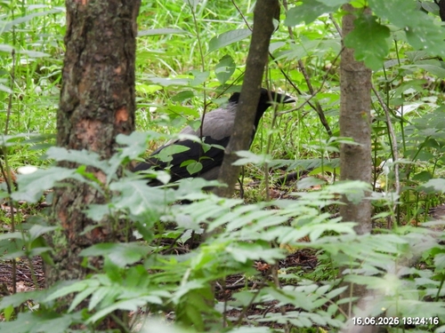 Hooded Crow