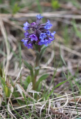 Pulmonaria angustifolia