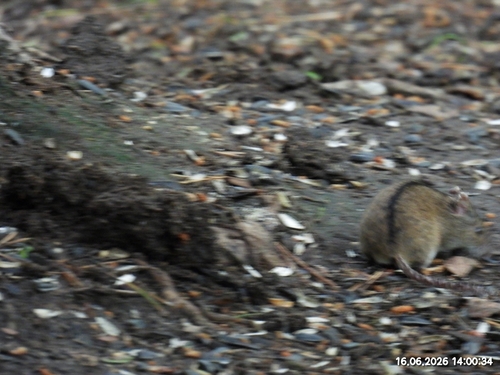 Striped Field Mouse