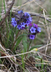 Pulmonaria angustifolia