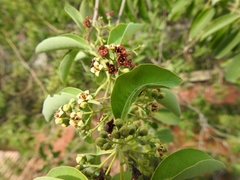 Santalum