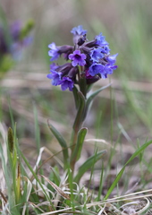 Pulmonaria angustifolia