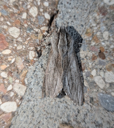 Sequoia Sphinx photo 5