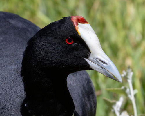 Focha moruna (Fulica cristata)