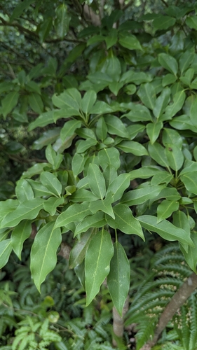 Dendropanax dentigerus