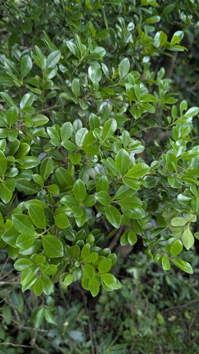 Ilex maximowicziana, photograph 3