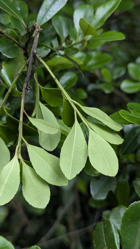 Ilex maximowicziana, photograph 4