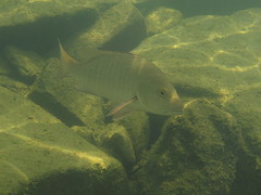 Lutjanus argentimaculatus