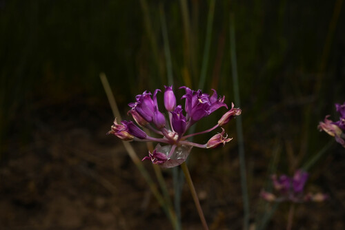 Hooker's onion