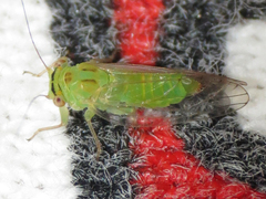 Platycorypha nigrivirga