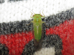 Platycorypha nigrivirga