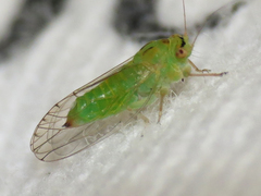 Platycorypha nigrivirga