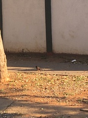 Acridotheres tristis tristis