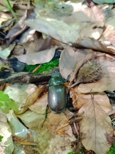 European Stag Beetle