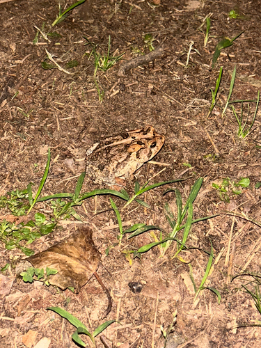 Southern Toad