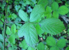 Rubus newbouldii