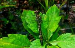 Sympetrum risi risi