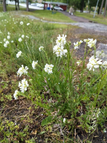 hoary alyssum