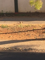 Acridotheres tristis tristis