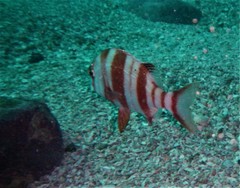 Chrysoblephus gibbiceps