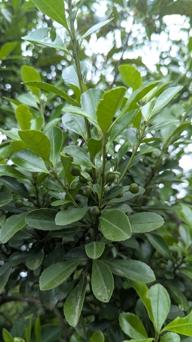 Ilex maximowicziana