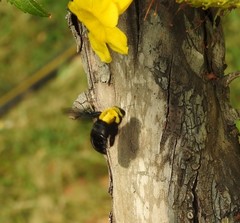 Xylocopa ruficornis