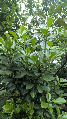 Ilex maximowicziana, photograph 2