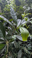 Chengiodendron matsumuranum