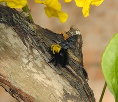 Xylocopa ruficornis
