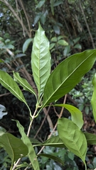 Chengiodendron matsumuranum, photograph Cheng-Te Hsu, CC BY, iNaturalist via GBIF