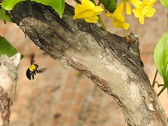 Xylocopa ruficornis