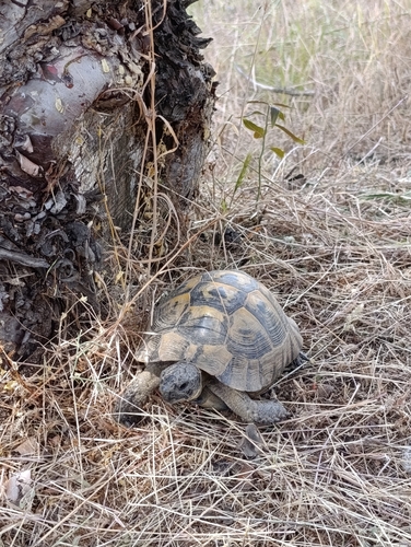 Asia Minor Tortoise