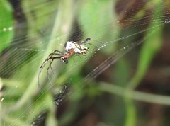 Leucauge tessellata