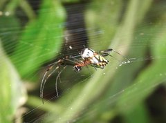 Leucauge tessellata