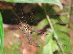 Leucauge tessellata