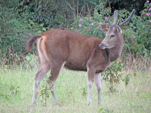 Sambar, photo 9 of 10