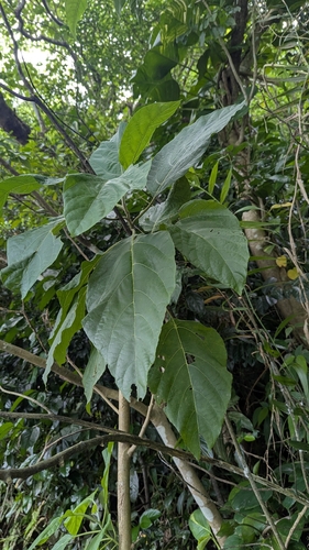 Cordia aspera observed 2026-06-15