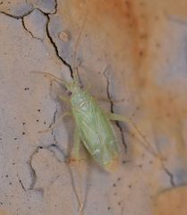 Brachynotocoris cyprius