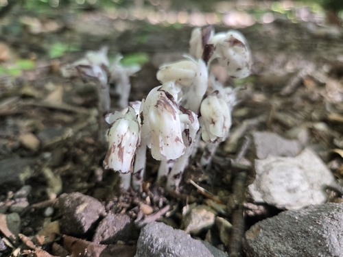 Ghost Pipe