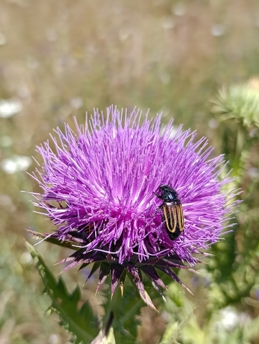 Eulasia vittata