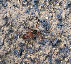 Leptomyrmex tibialis