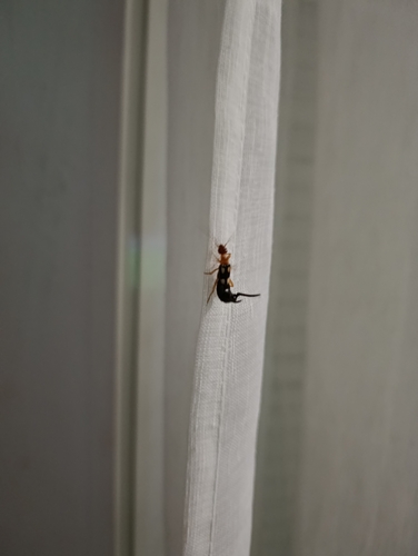 Smyrnean Earwig
