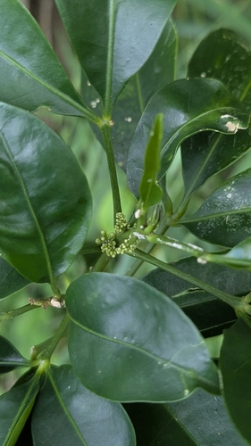 Melicope triphylla, photograph 2